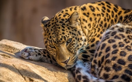 Leopard - Napping, Animals, Nature, Leopard