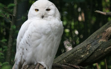 Snowy Owl - owl, snowy, animals, birds