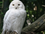 Snowy Owl