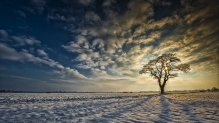 lovely shadows in a winter scene - clouds, prairie, winter, shadows, sunrise, tree