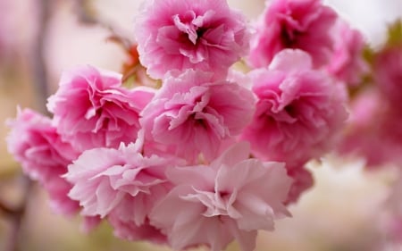 Cherry blossoms - cherry blossom, flower, branch, spring