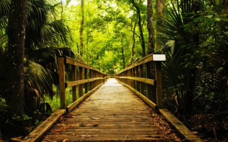 Long bridge - nature, bridge, path, trees