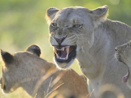 back off - predator, art, female, lion, back off, wallpaper