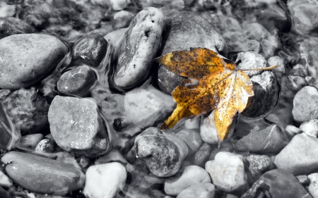 Leaf - water, leaf, stones, nature, autumn