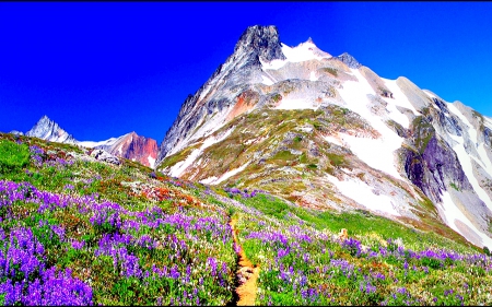 SAHALE MOUNTAIN GLORY - NATURE, SPRING, WILD FLOWERS, MOUNTAIN