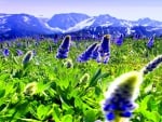 LUPINE FIELD