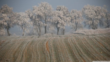 Winter in Poznan - forest, wallpaper, winter, landscape, frozen, frost, hd, frosted, field, tree, scene, nature, frosty