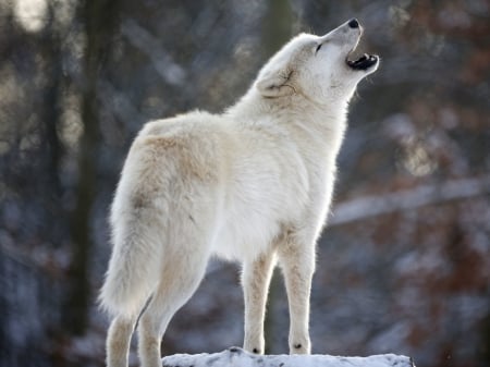 white wolf