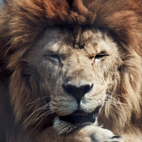 old king