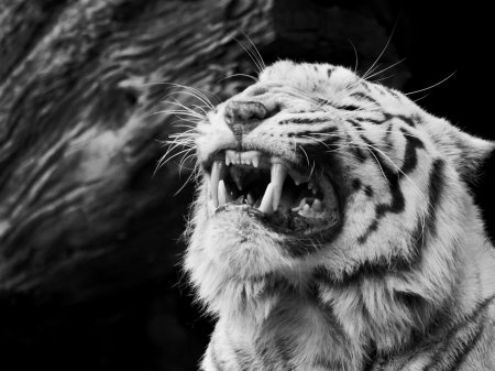 teeth pain - big, pain, black and white, tiger, cat, wallpaper, big cat