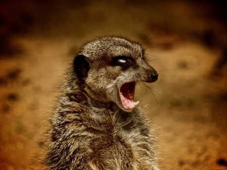 Attention!!! - animal, meerkat, attention, desert, africa