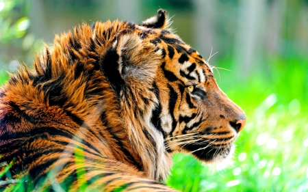 CHARISMATIC MEGAFAUNA - charismatic megafauna, predator, power, tiger, wild, cat