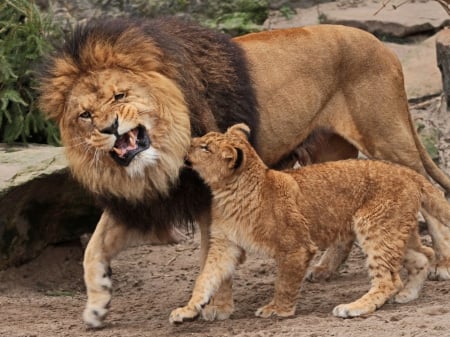 don't do it - male lion, predator, cub, lion, wallpaper