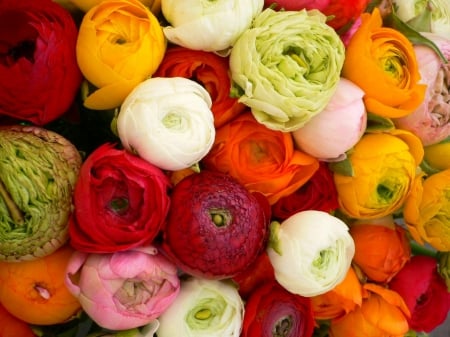 Ranunculus - nature, red, flowers, ranunculus, flower