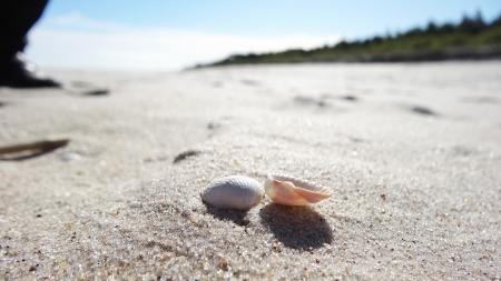 Shells - seashells, nature, seashell, shells, shell, sand