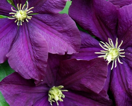 Clematis - nature, clematis, flowers, violet, flower