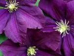 Clematis