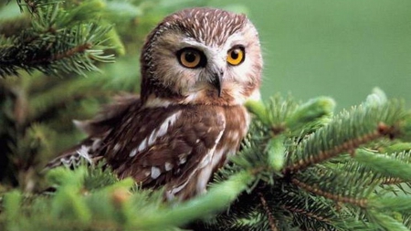 sweet owl - wildlife, tree, owl, birds