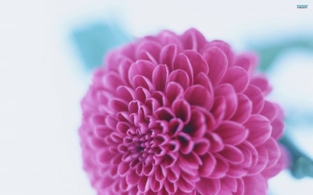 Dahlia - nature, dahlia, pink, flowers, dahlias, flower