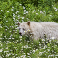 white bear