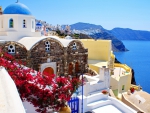 bougainvillea flowers on santorini greece