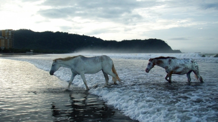 horses returning to shore after swim in the ocean - horses, town, beach, sea, waves