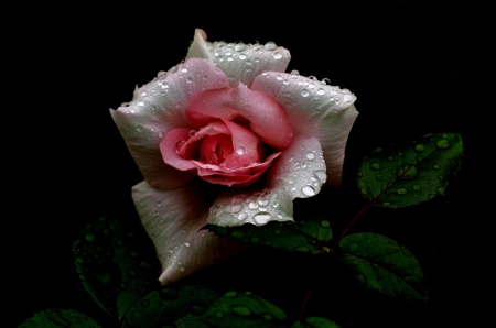 *** Rose *** - flowers, drops, flower, nayure