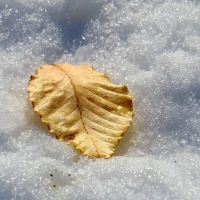 Lasting Leaf of Gold on a Winter Blanket