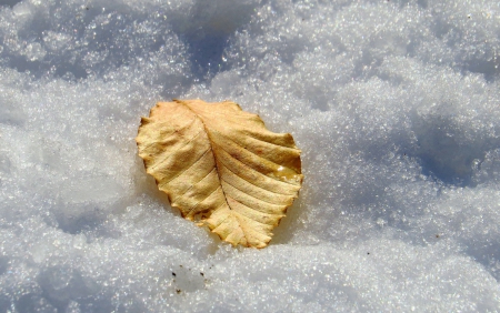 Lasting Leaf of Gold on a Winter Blanket - nature, autumn, fall, snow, leaves, winter, leaf, gold