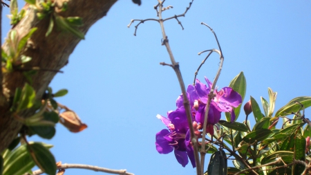 Nature - nature, purple, beautiful, flower, tree