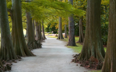 Beautiful path - path, trees, nature, way