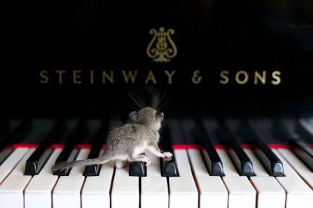 Mouse - white, balck, piano, animal, mouse, photo