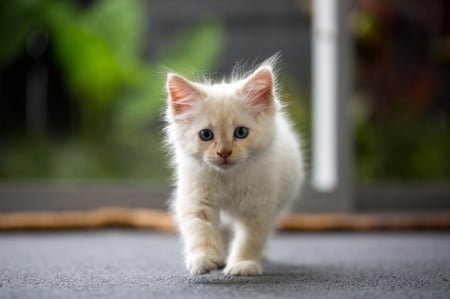 Cat - hat, pretty, cat face, beautiful, lovely, paws, cat, kitten, cute, cats, face, sleeping, animals, kitty