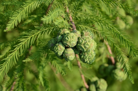 Pine Cones - nature, pine cones, green, pine cone