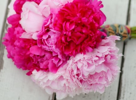 Peony - peony, flowers, flower, pink