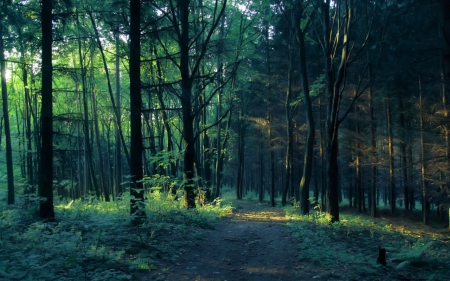 Forest beauty - nature, green, forest, trees