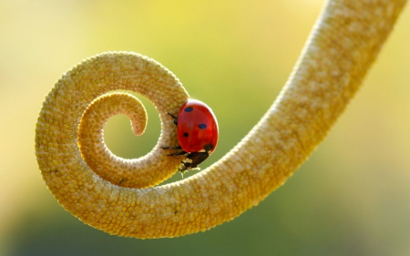 Lady bug - bug, plants, nature, macro