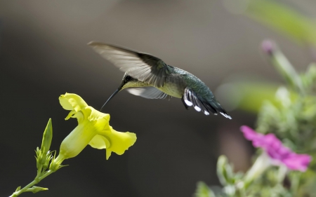 Hummingbird Feeding - flower, hummingbird, animals, birds