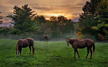 Horses in a Meadow at Sunset