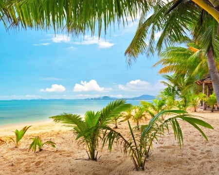 Day at the beach - nature, sky, beach, palm tree