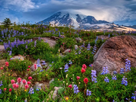 Mountain wildflowers - sky, mountain, paradise, colorful, summer, lovely, peak, nature, pretty, clouds, beautiful, grass, wildflowers