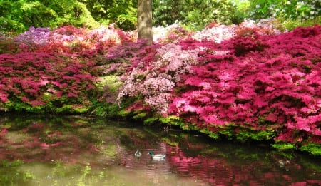 Park beauty - pretty, blossoms, bushes, spring, forest, flowering, flowers, garden, lake, swim, greenery, trees, water, beautiful, pond, freshness, blooming, ducks, park