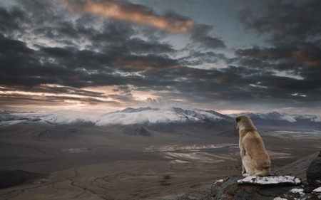 Our Planet - mountains, amazing, clouds, dog