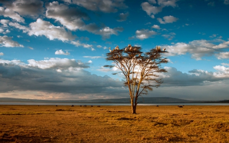 Nice day - sky, field, tree, nature, birds