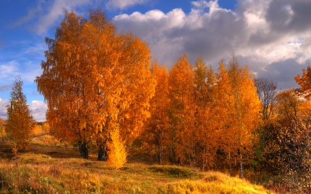 Autumn beauty - nature, sky, tree, autumn