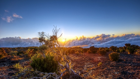 fabulous sunrise hdr - prarie, clouds, hdr, sunrise, bushes