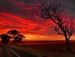 road under brilliant red sky in strathalbyn australia