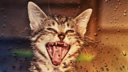 love rain! - love, animals, rain, cat