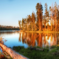 log in a beautiful river