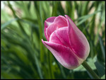 Tulip